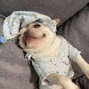 Clothes, Dogs Cats Favs Teddy Schnauzer - Image 6