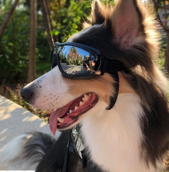 Pet glasses dog supplies goggles waterproof windproof sunscreen UV dog glasses - Image 5