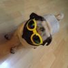 Dog Sunglasses Foldable Medium Size Waterproof Goggles UV Protection Glasses For Pets - Image 3
