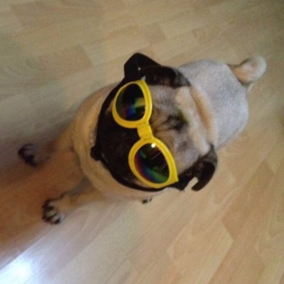 Dog Sunglasses Foldable Medium Size Waterproof Goggles UV Protection Glasses For Pets - Image 3