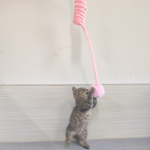 Cat Toy Self-Hi Sucker Spring Rabbit Hair Ball Interactive Play Pet Supplies Interactive Toys - Image 2