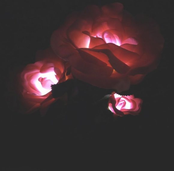 Solar rose lamp 3LED plug in the sun nen light garden garden light lawn light - Image 4