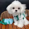 South Korea Cute Star Cat Work Clothes Dog Clothes - Image 2