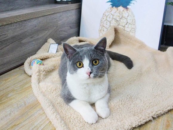 Plush Pet Blanket Dog Mat Cat Mat Pet Air Conditioning Mat Pet Plush Mat - Image 3