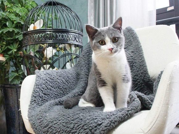 Plush Pet Blanket Dog Mat Cat Mat Pet Air Conditioning Mat Pet Plush Mat - Image 5