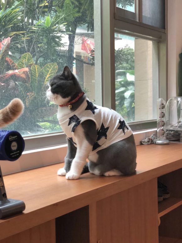 Pet Clothes Dog Clothes Pet Dog Clothes - Image 8