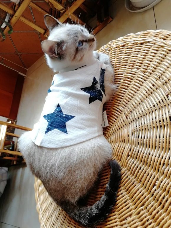 Pet Clothes Dog Clothes Pet Dog Clothes - Image 3