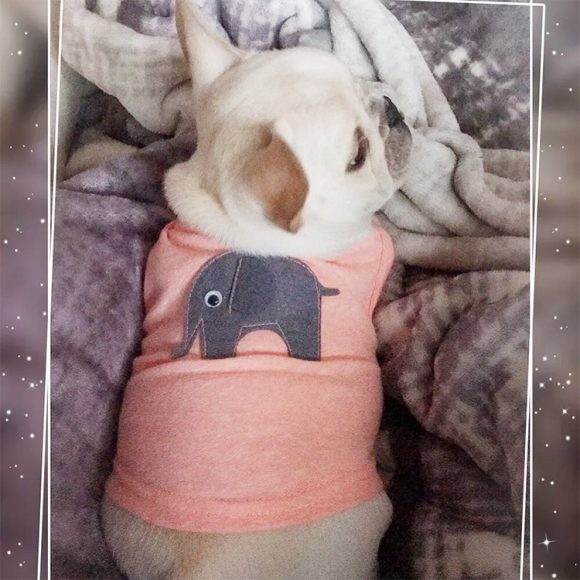Pet Clothes Dog Clothes Pet Dog Clothes - Image 9