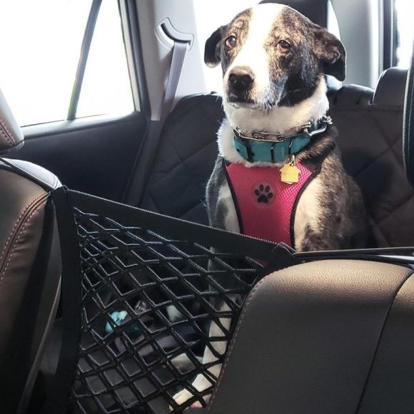 Pet Products Amazon Popular Car Pet Isolation Net Car Back Isolation Net Pet Products In Stock - Image 4