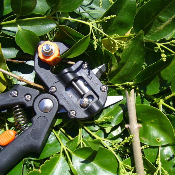 Grafting Shears For Gardening - Image 4