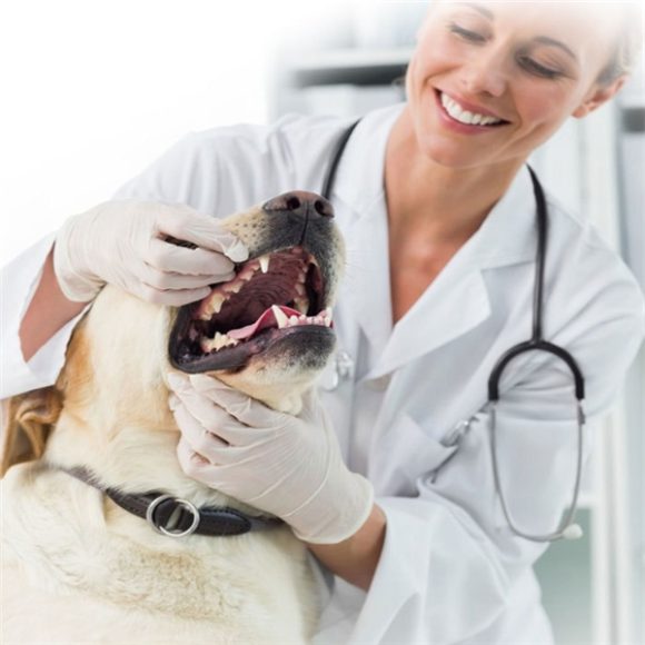 Dog toothpaste - Image 2