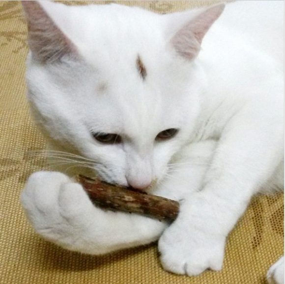 5 PCSMatatabi Toys  Catnip  Chew Toy for Pet Kitten - Image 2