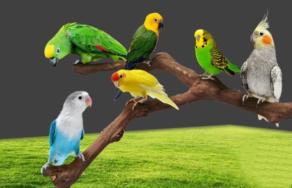 Add a stand pole to the cage for parrot birds - Image 6