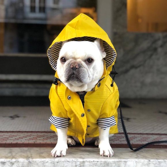 Dog Raincoat Pet Clothes Dog Clothes Rain Water - Image 3