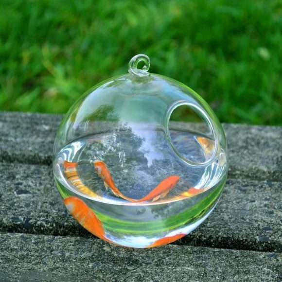 Hanging Glass Vase Fish Tank - Image 5