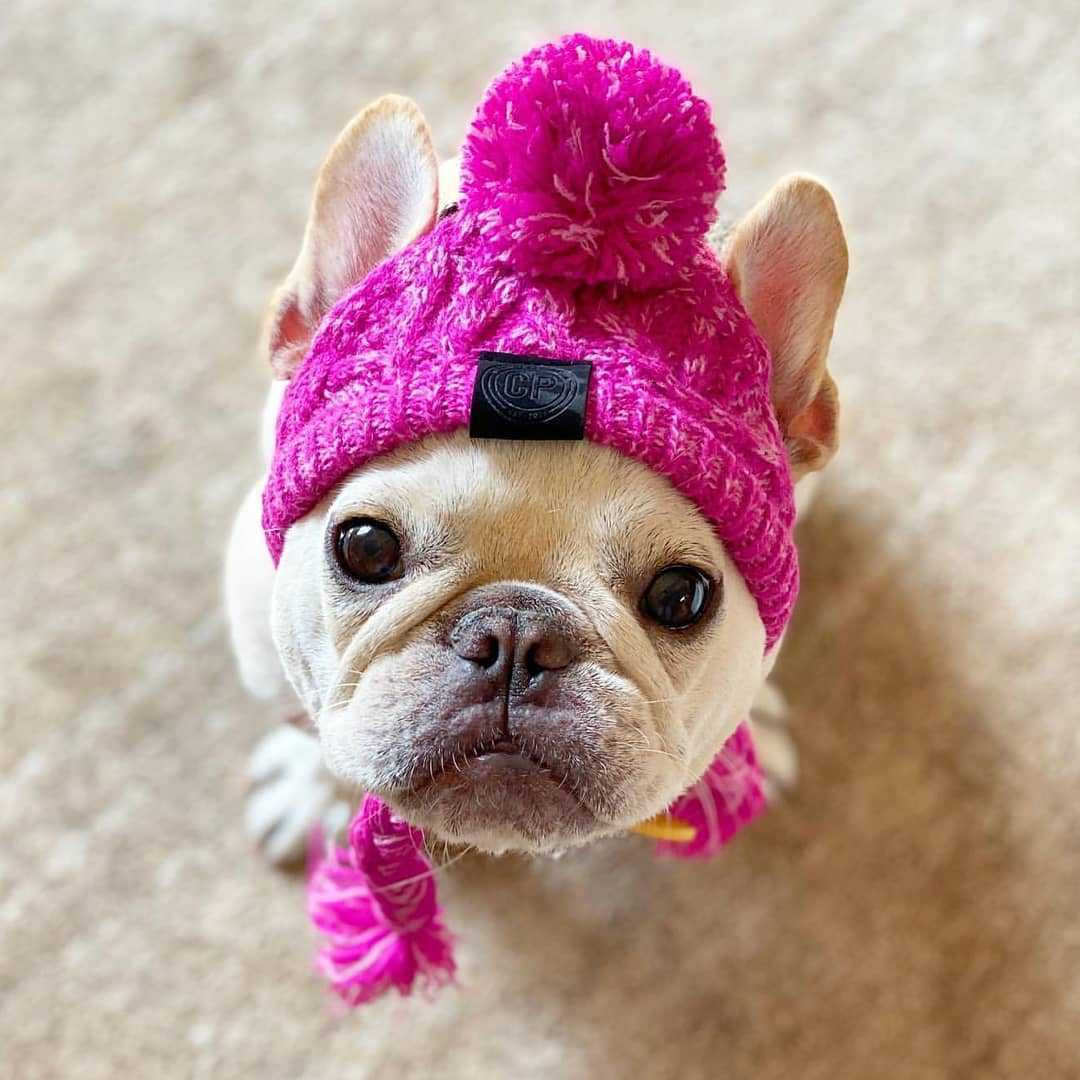 Pet Headwears