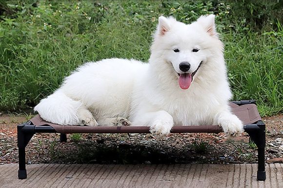 Pet bed dog moisture-proof removable washable stack dog bed Oxford cloth camp bed - Image 7