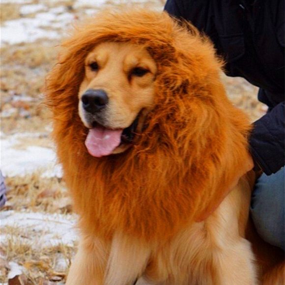 Lion Mane Wig for Large Dogs - Image 3