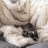 Dog warm mat