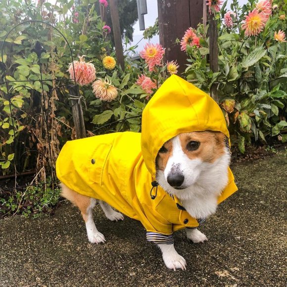 Dog Raincoat Pet Clothes Dog Clothes Rain Water - Image 4