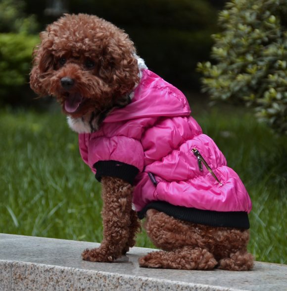 Zippered Cotton Padded Clothes For Pets - Image 8