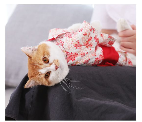 Thin Kimono Hairless Cat Puppet Pet Cat Dress - Image 4