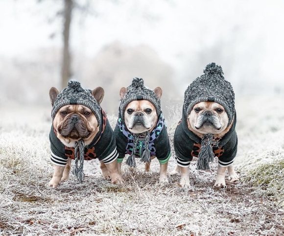 Winter Fashion Dog Hat Windproof Fluffy Knitted Polar Pom Hat - Image 6