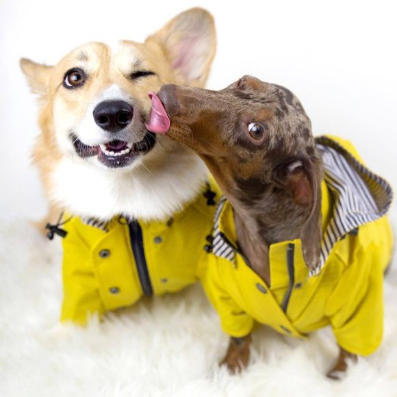 Dog Raincoat Pet Clothes Dog Clothes Rain Water - Image 6