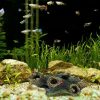 Fish tank landscaping decoration - Image 3