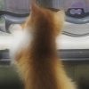 Windowsill Pets Toy Cat Track Ball Pet Products - Image 5