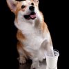 Pet electric foot washer - Image 5