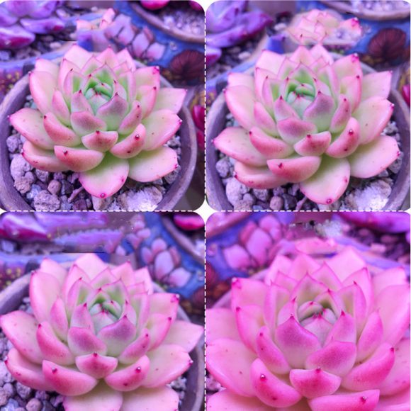 1200W led plant growth light - Image 4