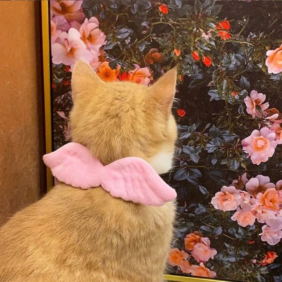 New Cat Specific Pet White Collar Angel Wing Accessories Outdoor Dog Neck Rings Butterfly Tie Supplies Pet Decoration Supplies - Image 6