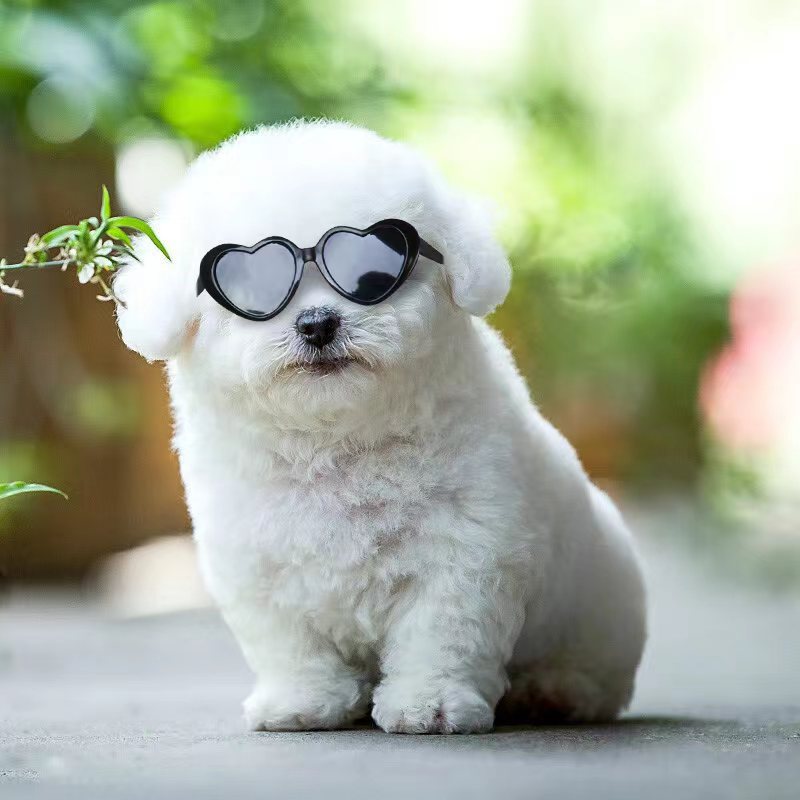 Pet Glasses