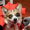 Halloween Pet Costumepet Halloween Cape Vampire King - Image 4