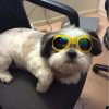 Dog Sunglasses Foldable Medium Size Waterproof Goggles UV Protection Glasses For Pets - Image 5