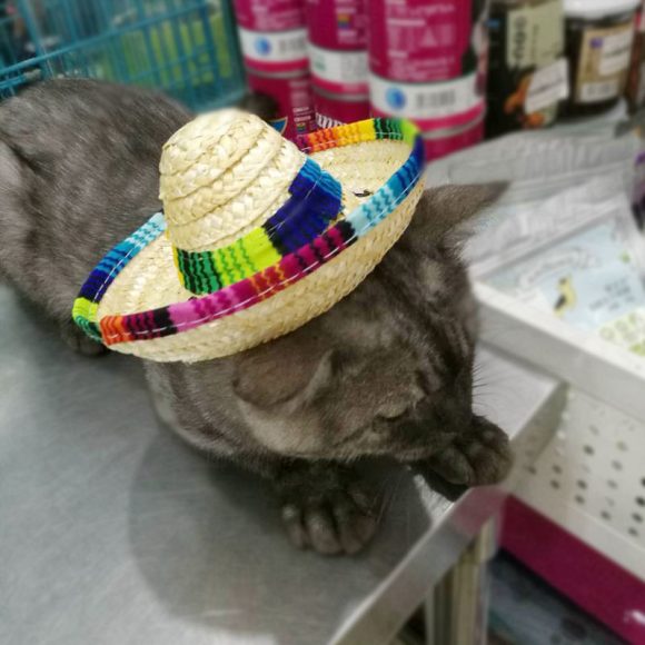Pet Supplies Straw Woven Mini Pet Dog Straw Hat Pet Mexican Straw Hat Pet Cat Sun Hat - Image 3