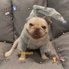 Clothes, Dogs Cats Favs Teddy Schnauzer - Image 4