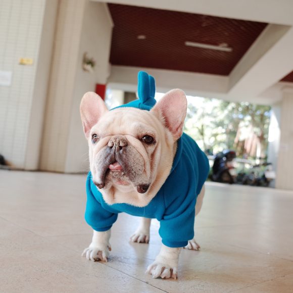 Pet Apparel Fleece Solid Color Hoodie - Image 2