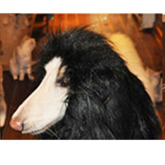 Lion Mane Wig for Large Dogs - Image 2