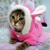 Pet Cat Clothes Mascotas Costume Clothes For Pet Hoodies Cute Rabbit Cat Clothing Puppy Fleece Warm Pet Cat Jacket - Image 4