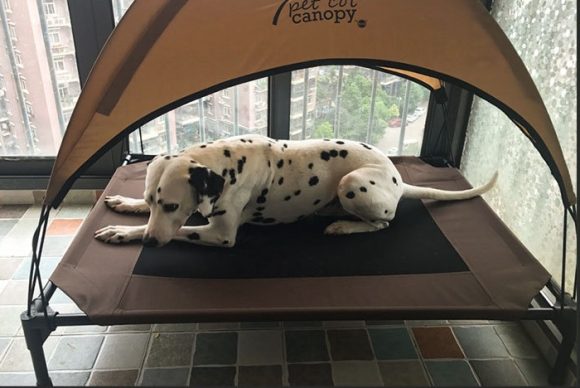 Pet bed dog moisture-proof removable washable stack dog bed Oxford cloth camp bed - Image 2