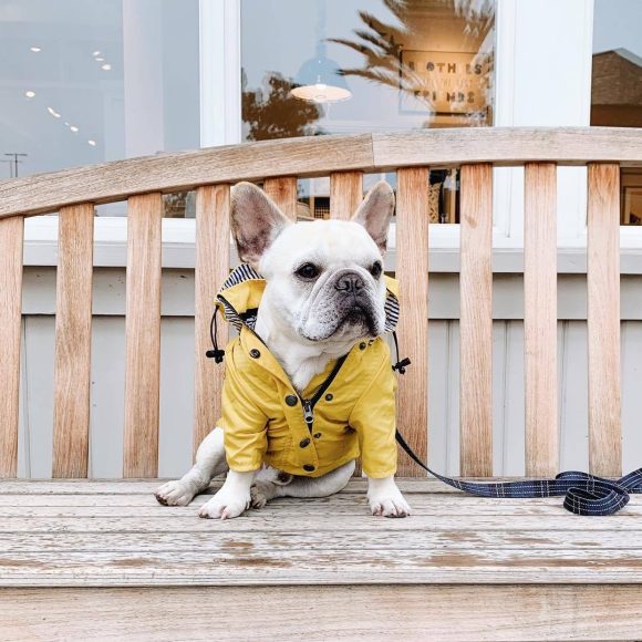 Dog Raincoat Pet Clothes Dog Clothes Rain Water - Image 2