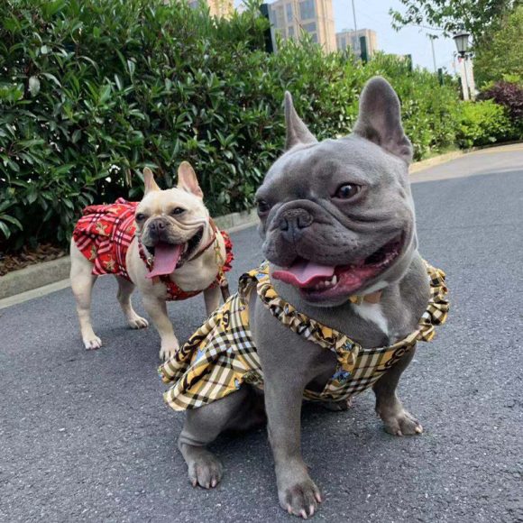 Pet clothing suspender skirt suit - Image 6