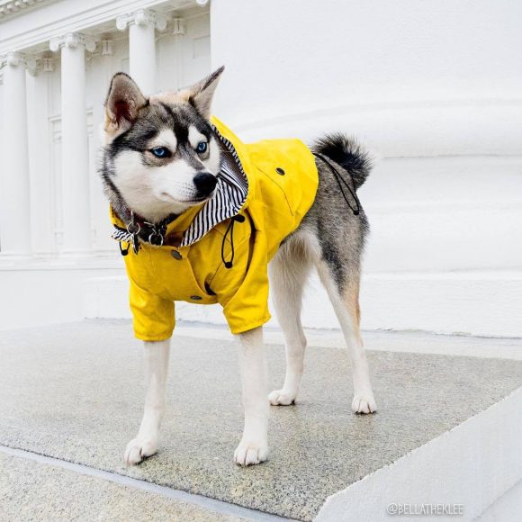 Dog Raincoat Pet Clothes Dog Clothes Rain Water - Image 7