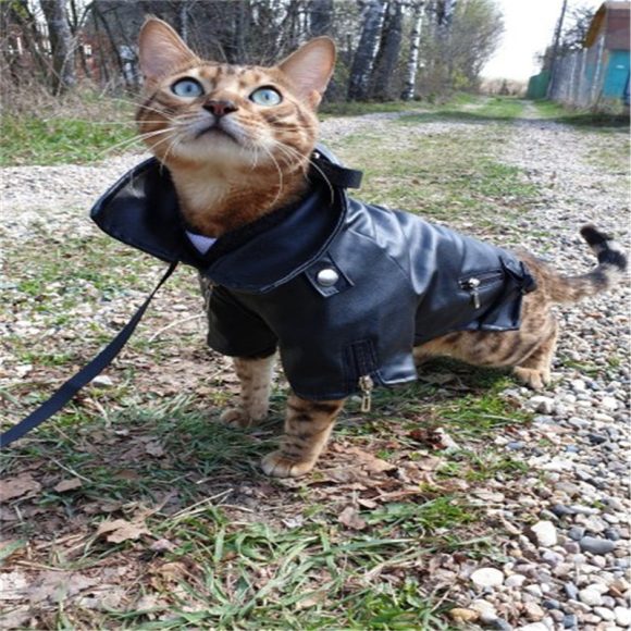 Dog coat - Image 7