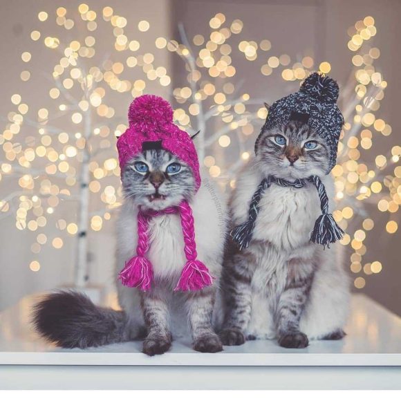 Fur Ball Warm And Windproof Fluffy Ball Knitting Method Dog Fighting Hat - Image 4