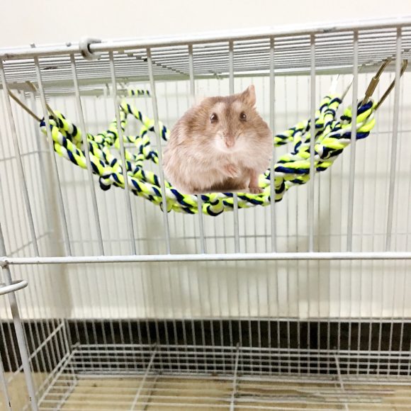 Parrot climbing net - Image 2