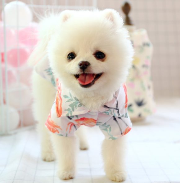 Small dog than the bear pomei thin summer cute shirt - Image 4