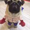 Boxer Cat Costume - Image 6